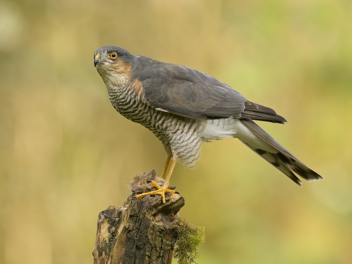 Sparrow Hawk with Mouse - John Hughes